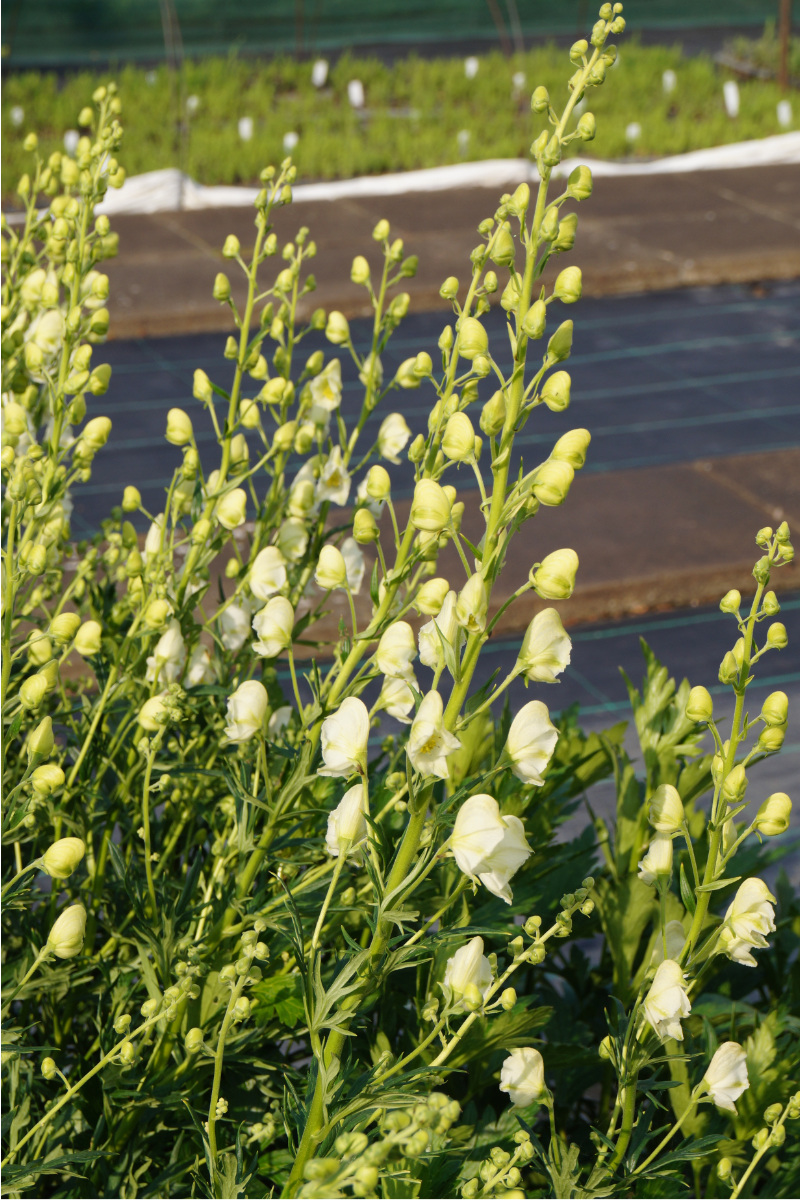 Aconitum napellus 'Album'
