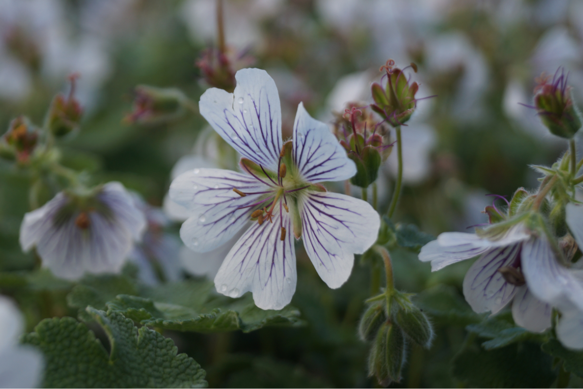 Geranium renardii