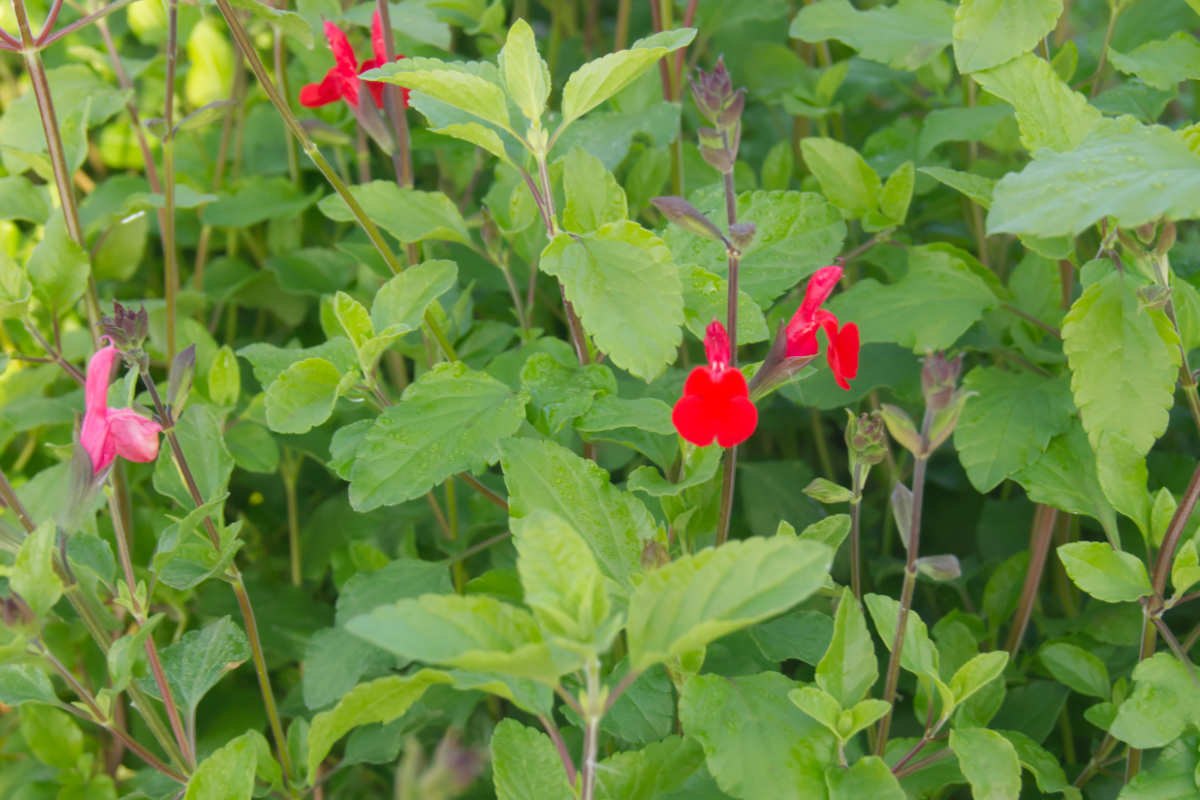 Salvia microphylla 'Hot Lips'