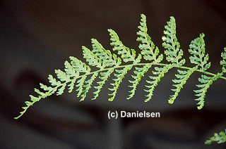 Dryopteris filix-mas 'Linearis' gen. - Leiterwurmfarn