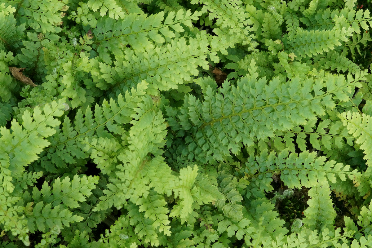 Polystichum setiferum 'Herrenhausen' gen. - Filigranfarn