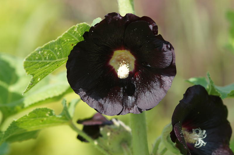 Alcea rosea 'Nigra' - Stockrose