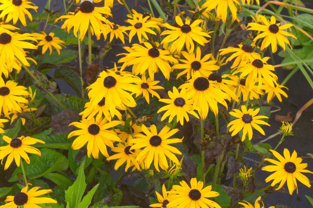 Rudbeckia fulgida var. sullivantii 'Goldsturm'