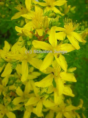 Hypericum perforatum