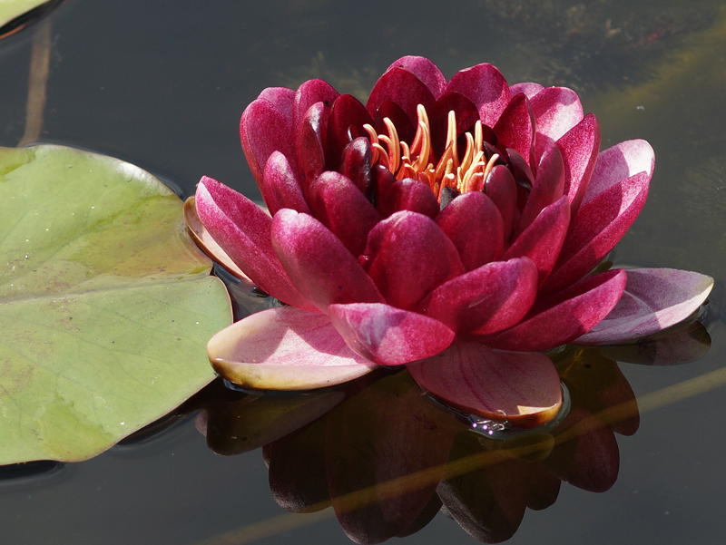 Nymphaea Hybride 'Almost Black'