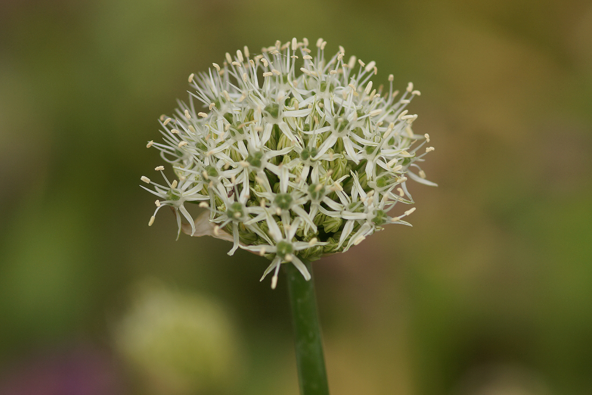 Allium Hybride 'Mount Everest'