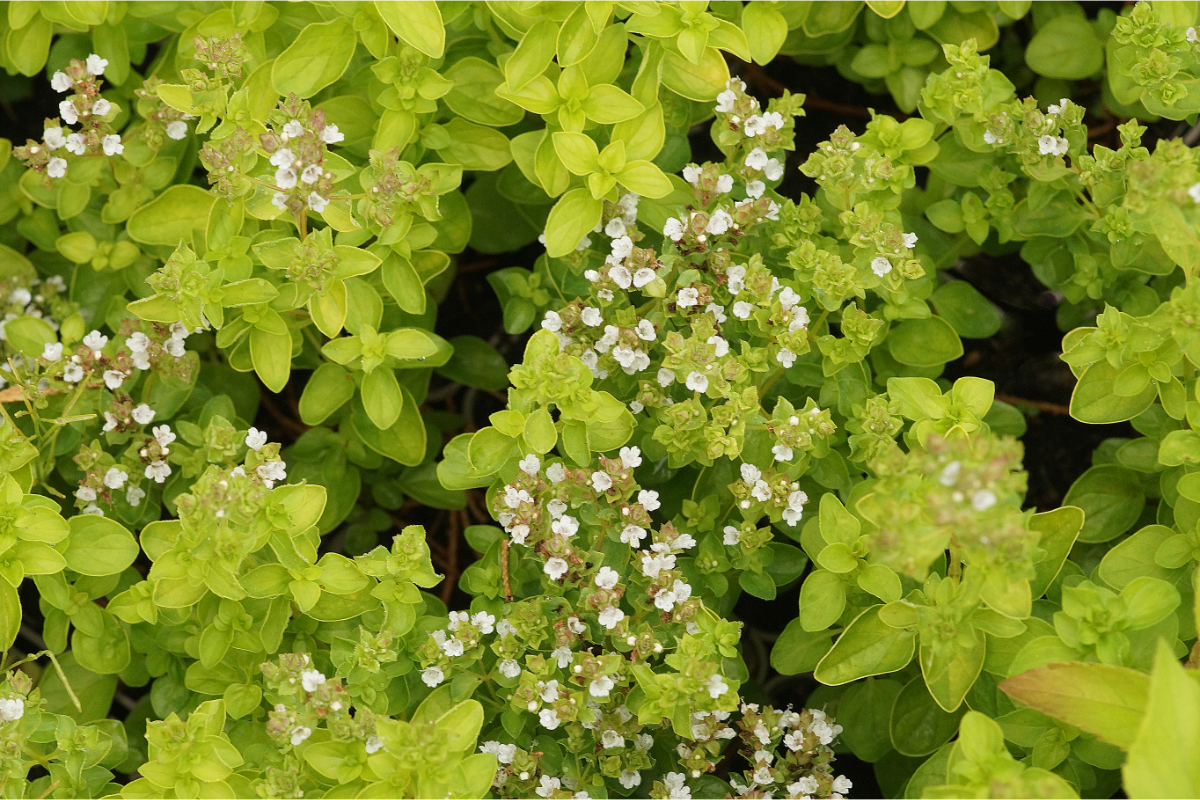 Origanum vulgare 'Thumbles' - Dost