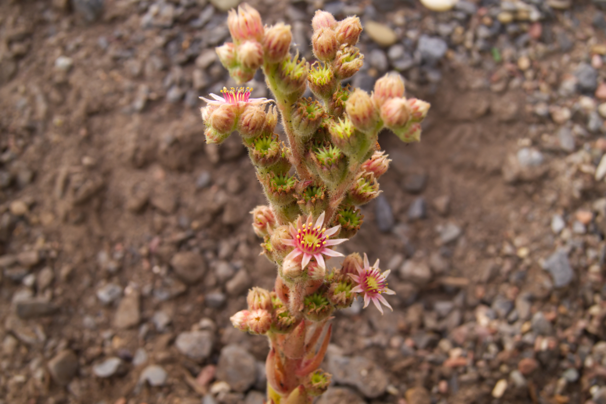 Sempervivum calcareum