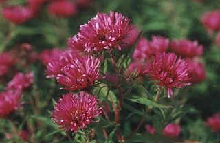 Aster novae-angliae 'Alma Pötschke' - Raublattaster