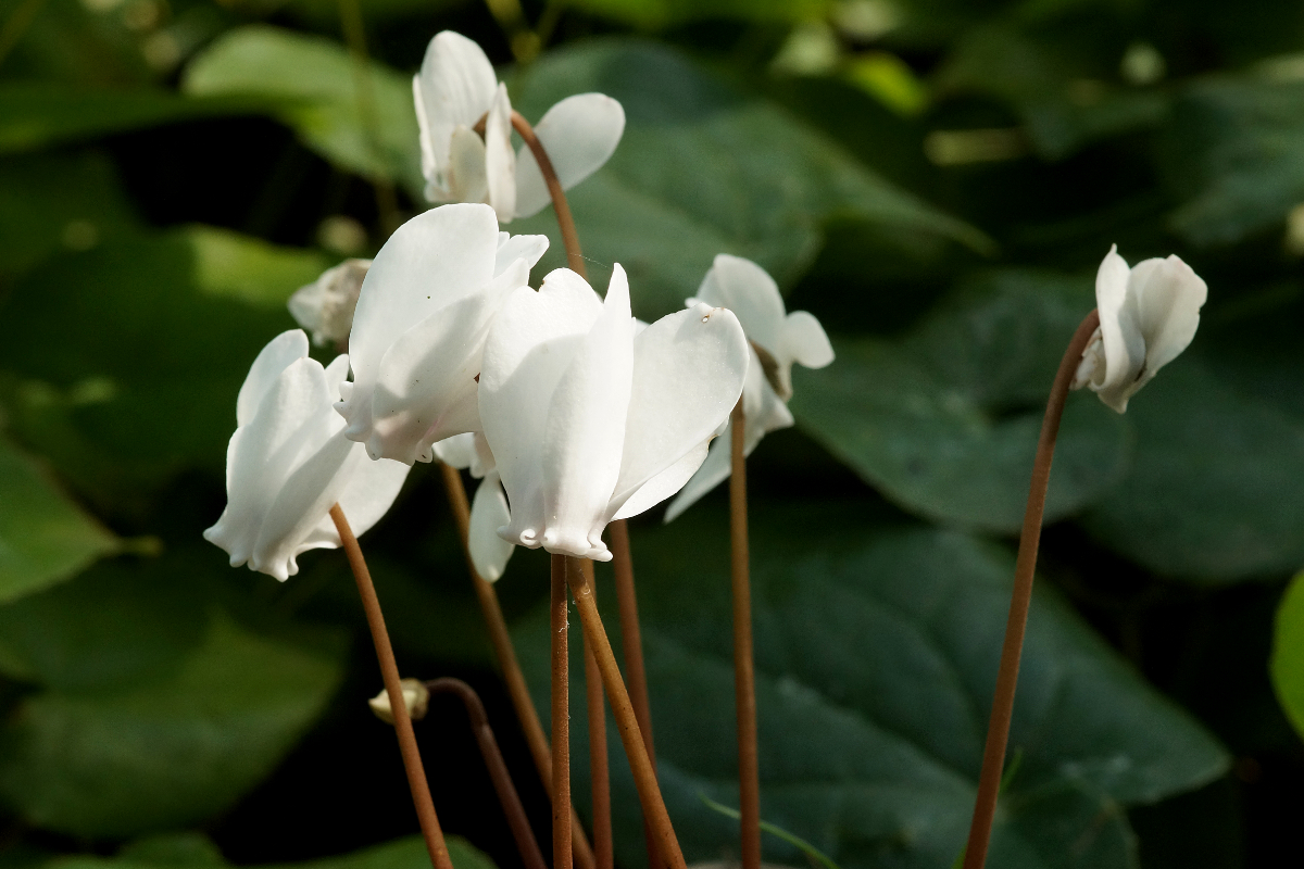 Cyclamen hederifolium 'Perlenteppich' - Herbst-Alpenveilchen, Efeublättriges Alpenveilchen