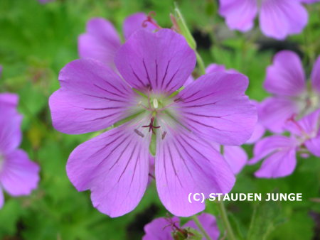 Geranium Gracile-Hybr. 'Sirak'