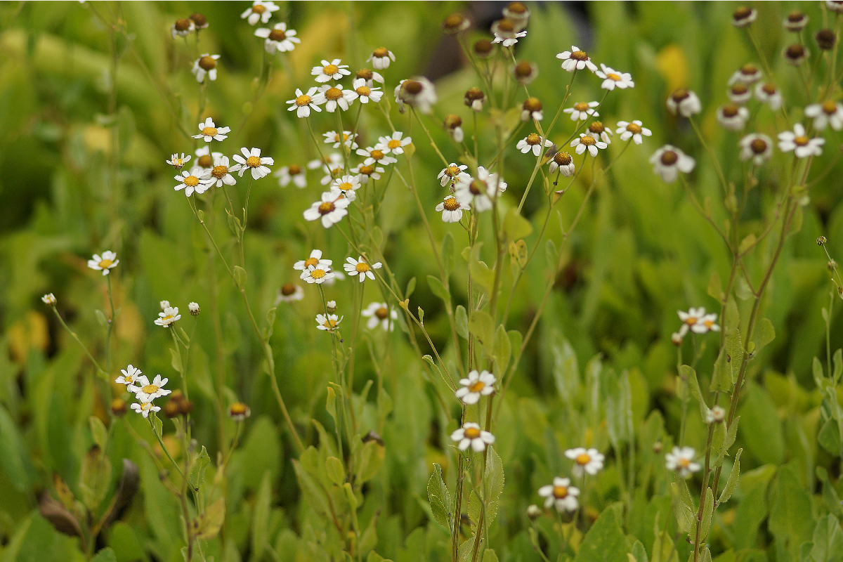 Tanacetum balsamita