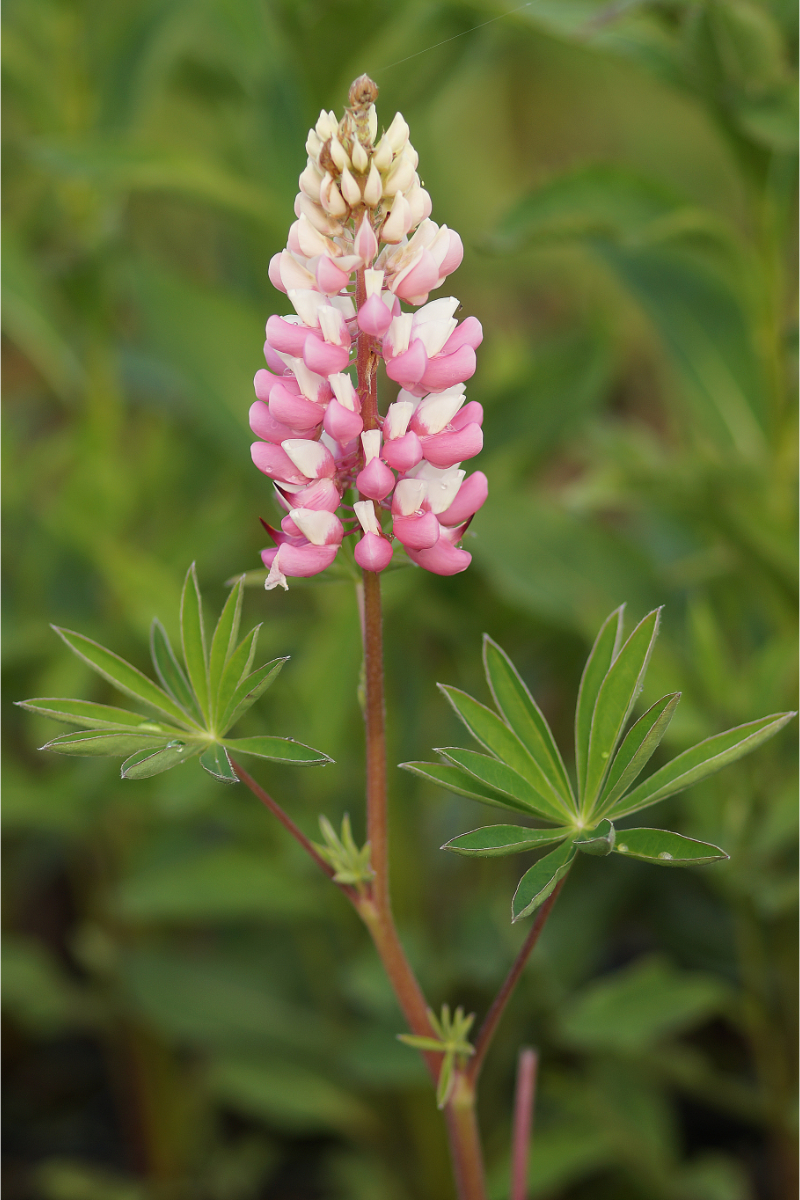 Lupinus Polyphyllus-Hybr. 'Schloßfrau'