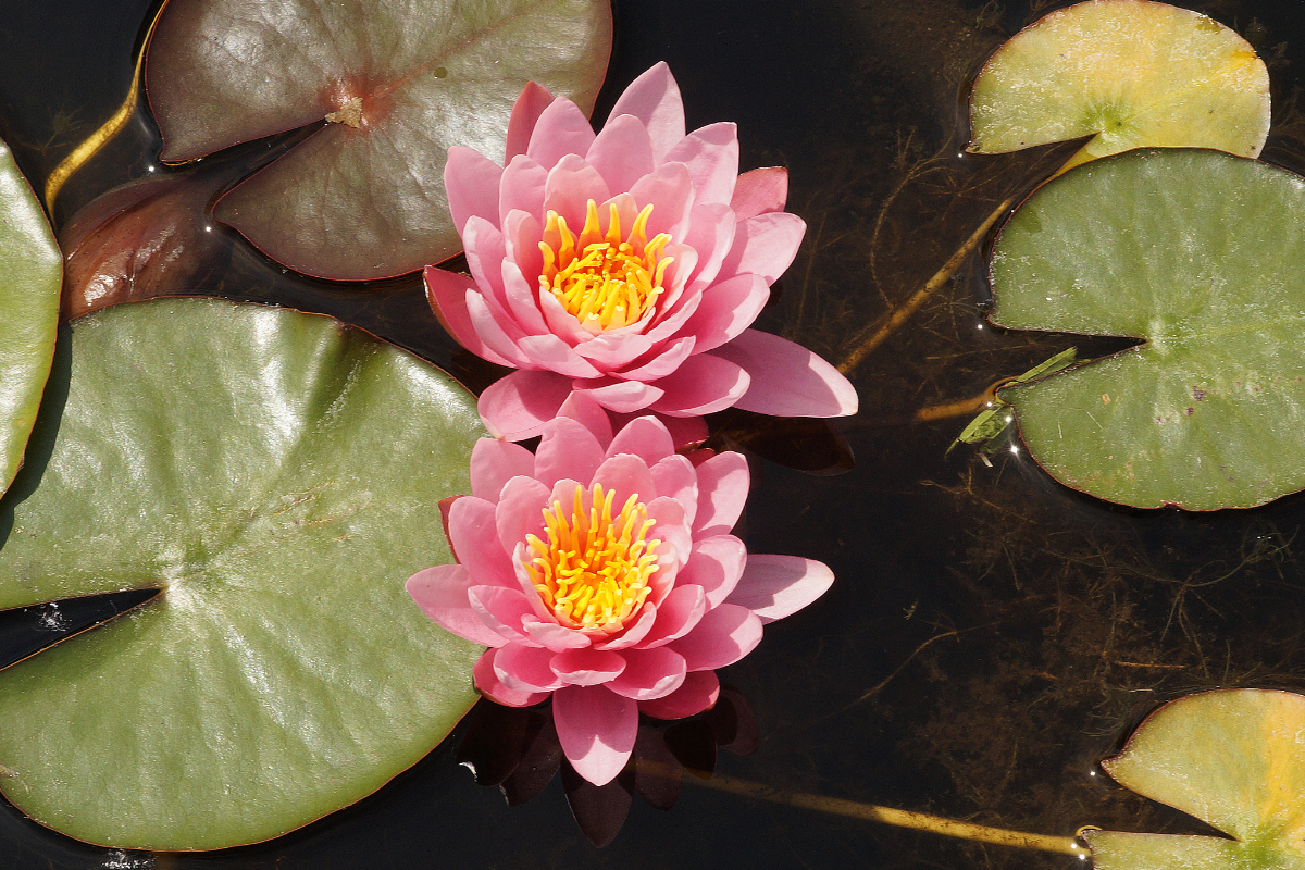 Nymphaea Hybride 'Fabiola'