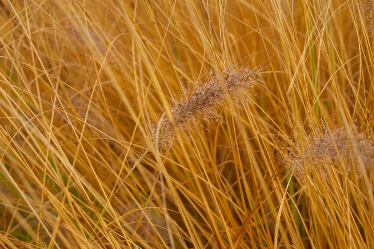 Pennisetum alupecuroides'Cassian'
