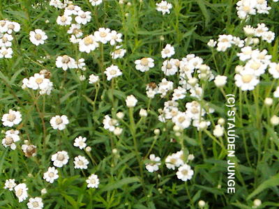 Achillea ptarmica