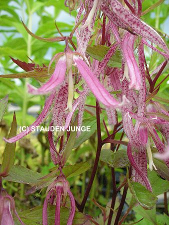 Campanula 'Pink Octopus' (R)