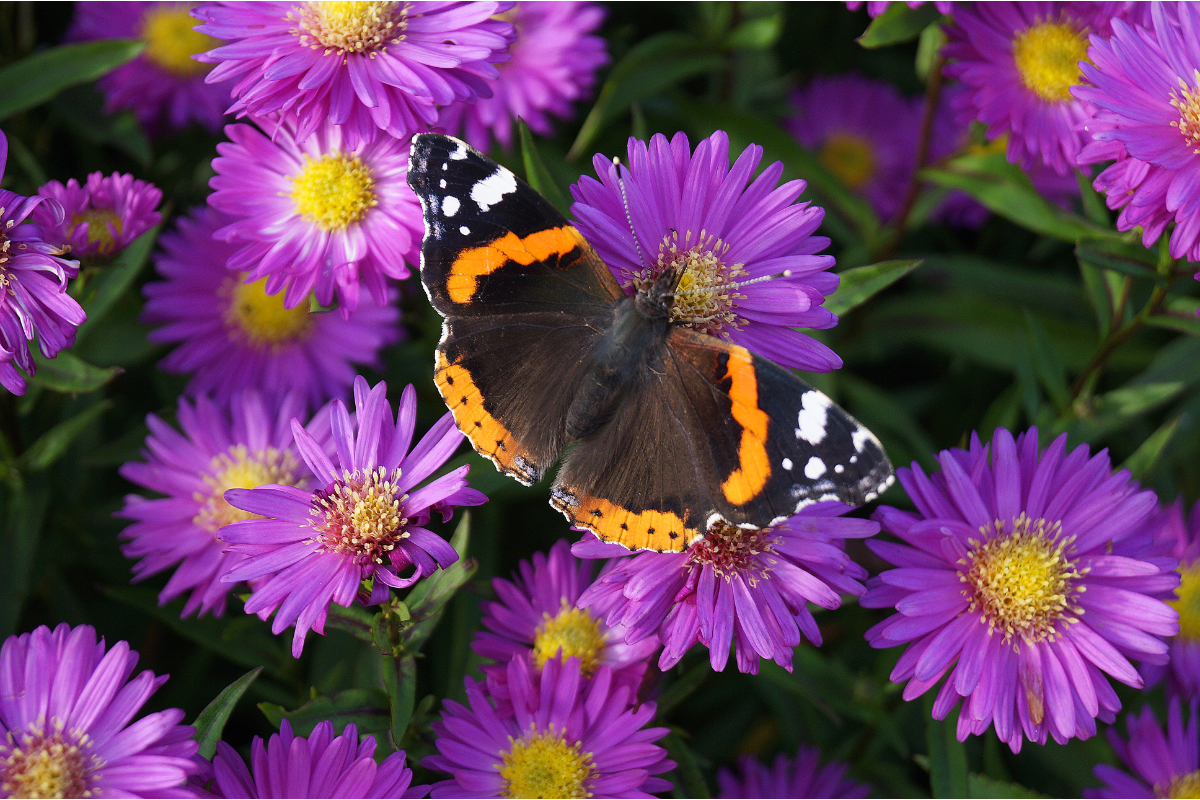 Aster novi-belgii 'Karminkuppel'