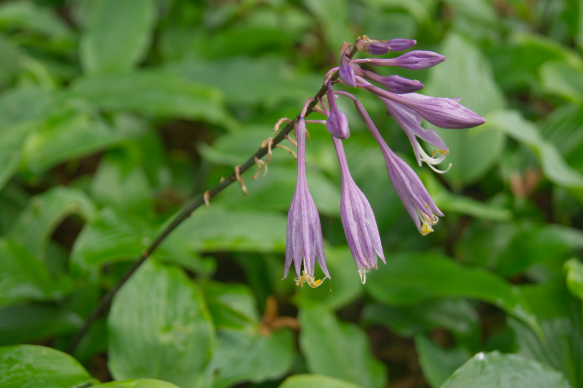 Hosta Hybride 'Red October'