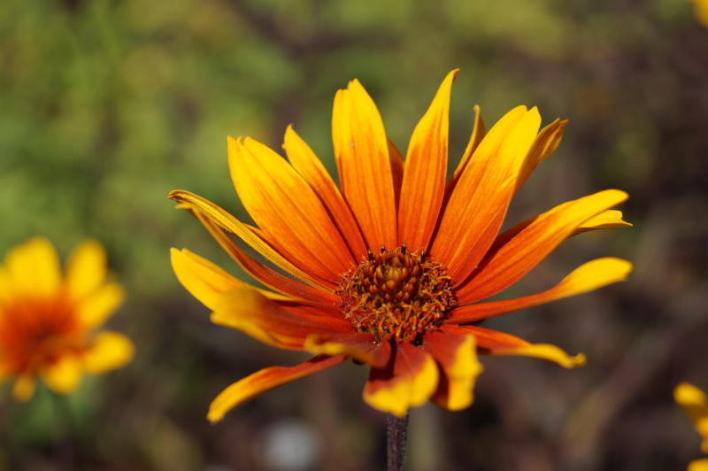 Heliopsis scabra 'Burning Hearts'
