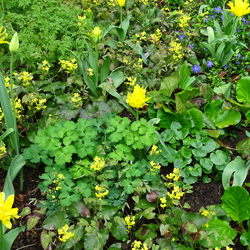 Begleitpflanzen Elfenblume Süßdolde Akelei bergenia Begleitpflanzen Elfenblume Süßdolde Akelei bergenia