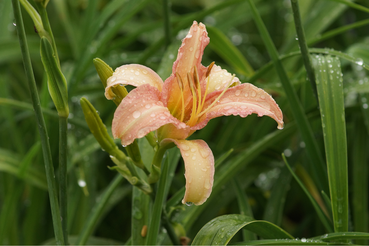 Hemerocallis Hybride 'Luxury Lace' - Taglilie