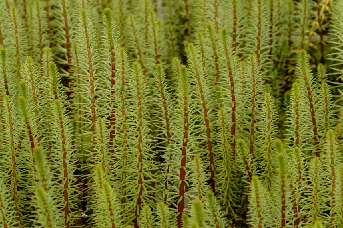 Hippuris vulgaris - Tannenwedel