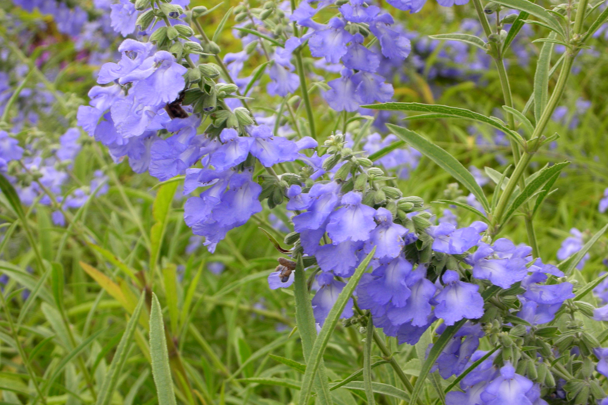 Salvia azurea 'Grandiflora' - Spätherbst-Salbei