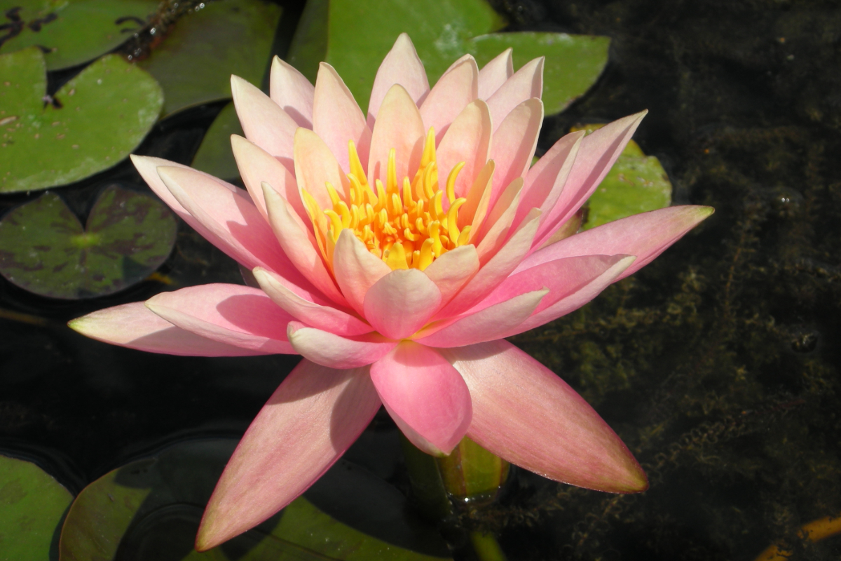 Nymphaea Hybride 'Colorado'