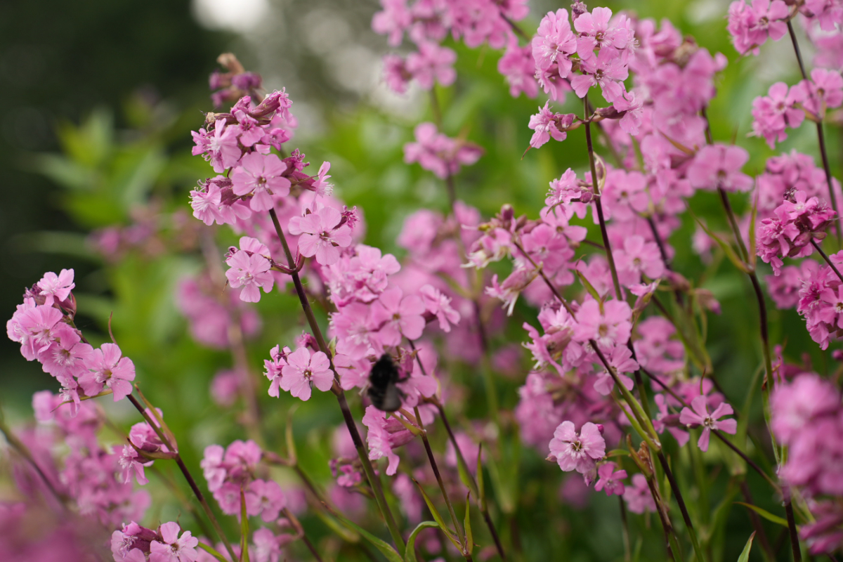 Lychnis viscaria