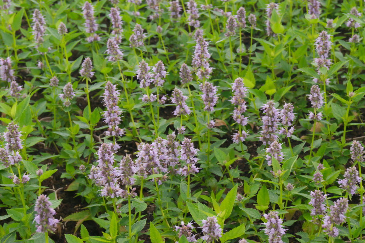 Agastache Rugosa-Hybr. 'Blue Fortune'