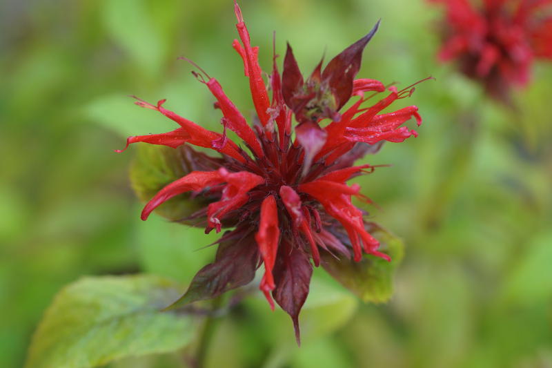 Monarda didyma - Indianernessel, Goldmelisse