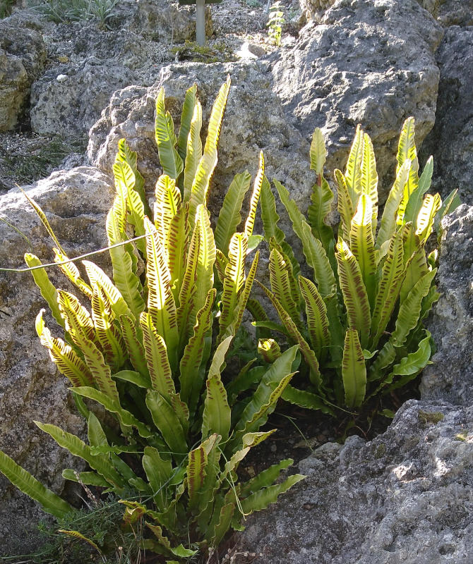 Asplenium (Phyllitis) scolopendrium (gen.)