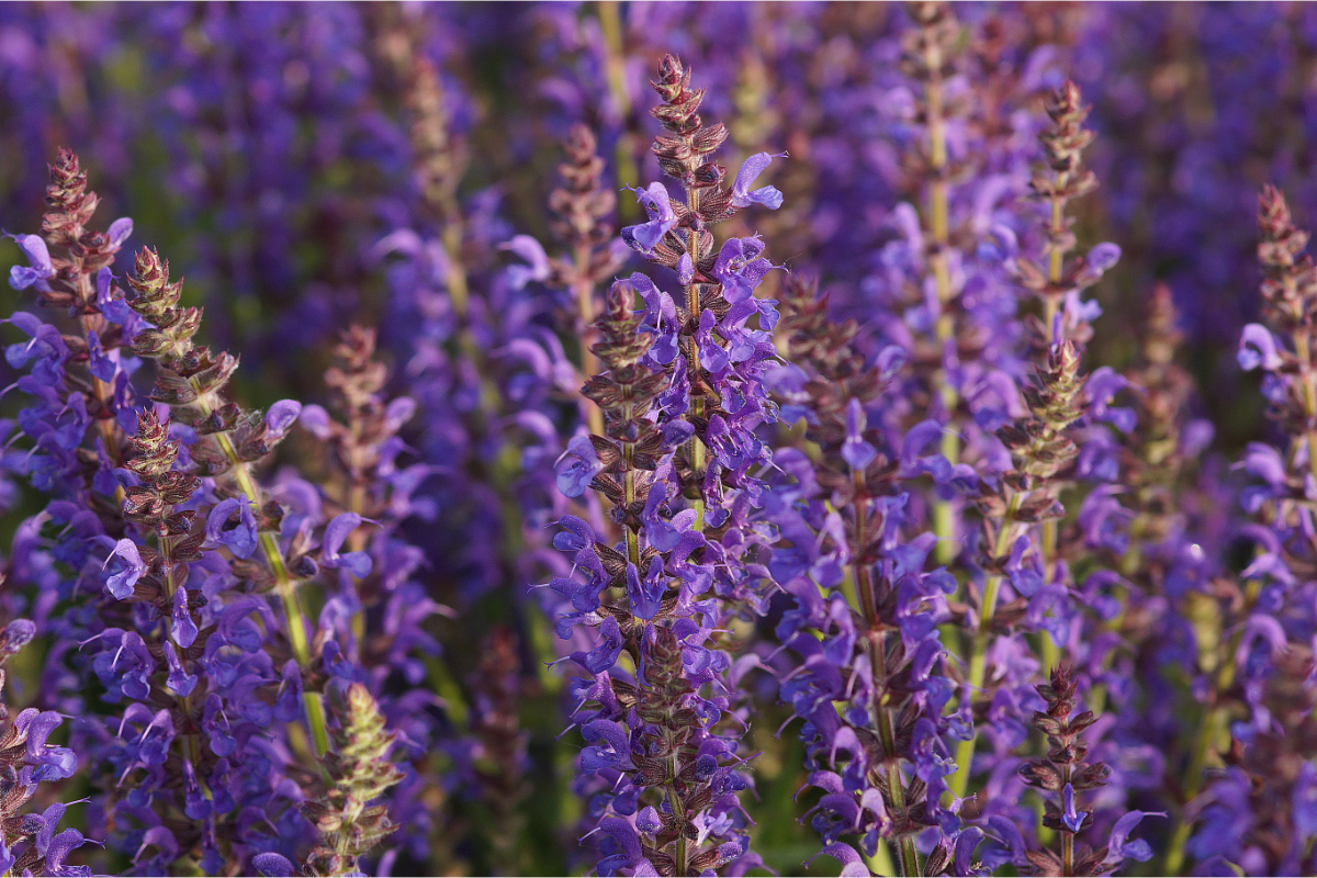 Salvia nemorosa 'Rügen' - Sommer-Gartensalbei