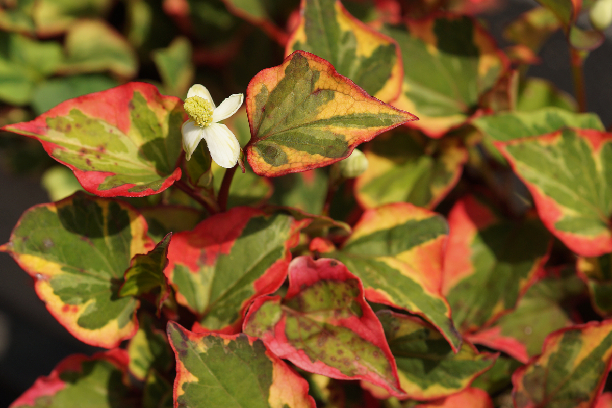 Houttuynia cordata 'Chameleon' - Eidechsenschwanz
