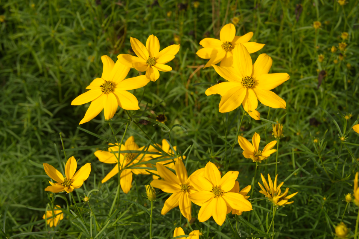 Coreopsis verticillata ('Grandiflora')