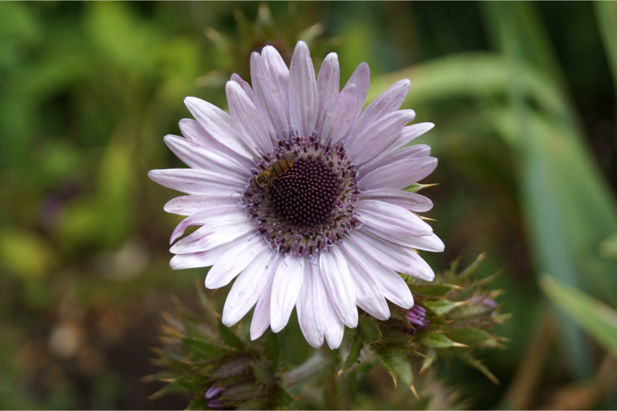 Berkheya purpurea