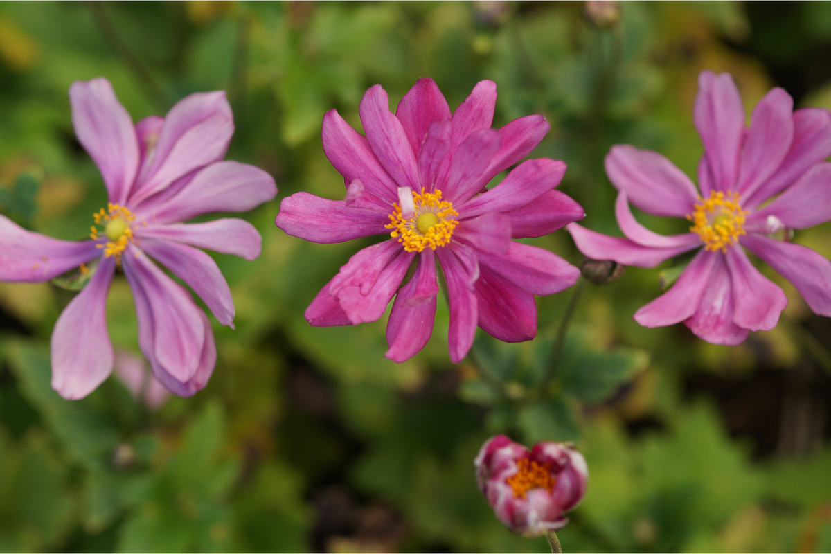 Anemone Japonica-Hybr. 'Prinz Heinrich'