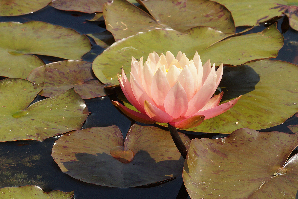 Nymphaea Hybride 'Sunny Pink' - Seerose