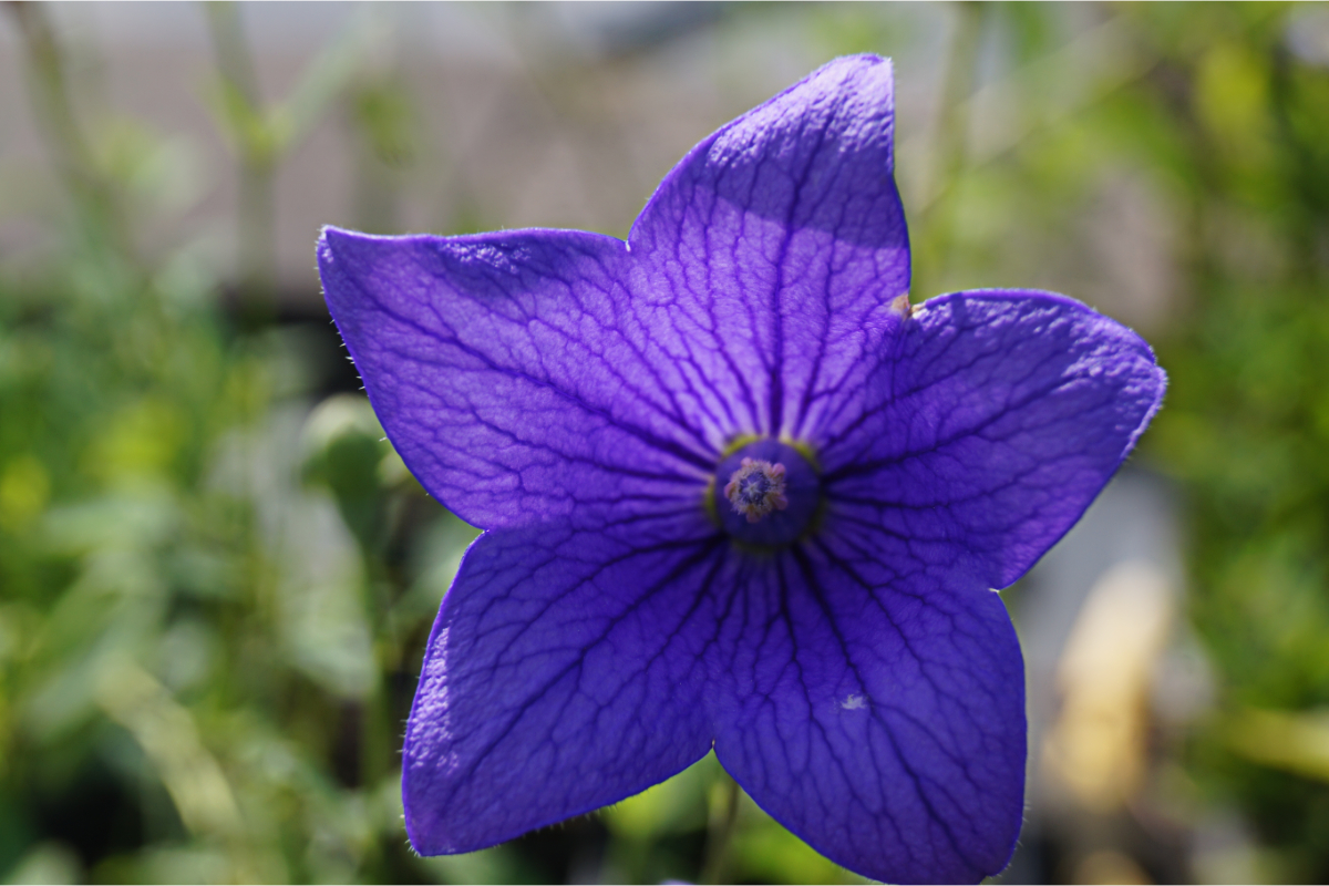 Platycodon grandiflorus 'Mariesii' - Ballonblume