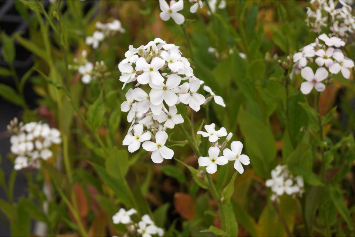 Hesperis matronalis 'Alba'