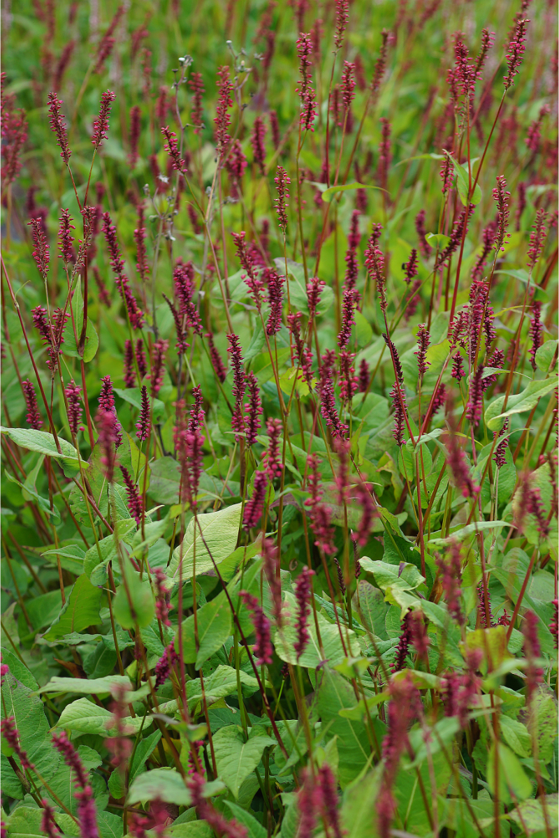 Bistorta amplexicaulis 'Taurus'