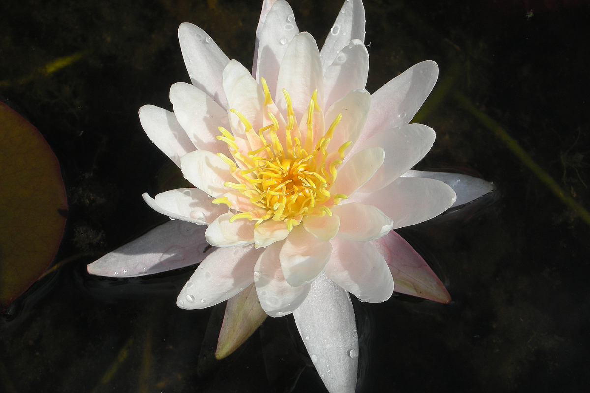 Nymphaea Hybride 'Schnuppe'