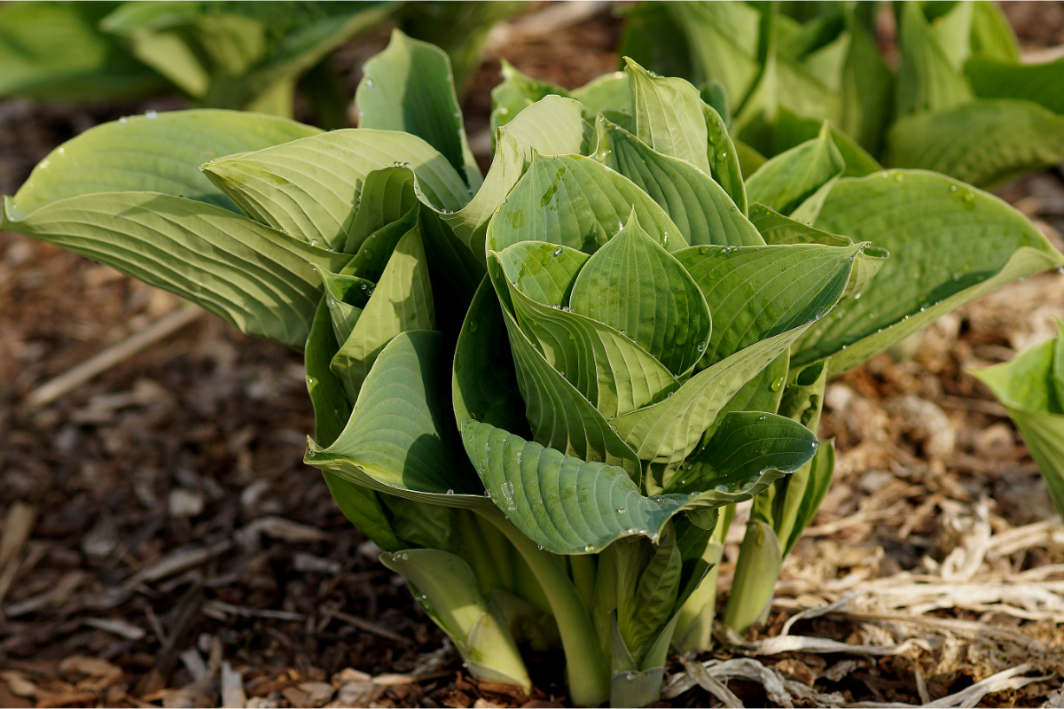 Hosta sieboldiana 'Elegans' - Funkie, Herzblattlilie