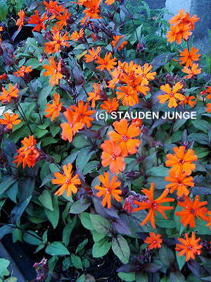 Lychnis x arkwrightii 'Vesuvius'