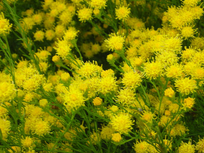 Aster linosyris