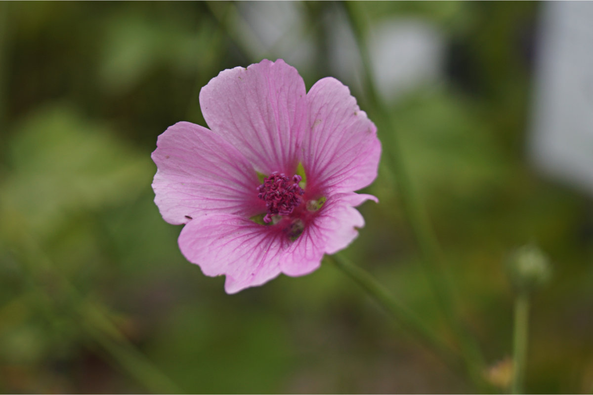 Althaea cannabina - Hanfblättriger Eibisch