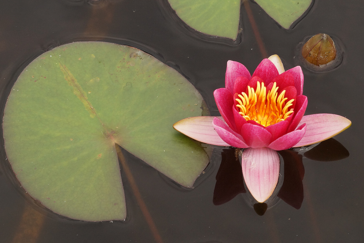 Nymphaea Hybride 'Froebeli'
