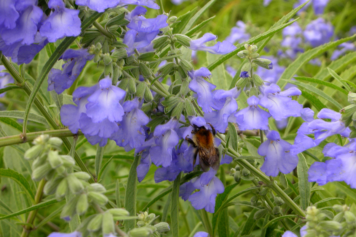 Salvia azurea 'Grandiflora'