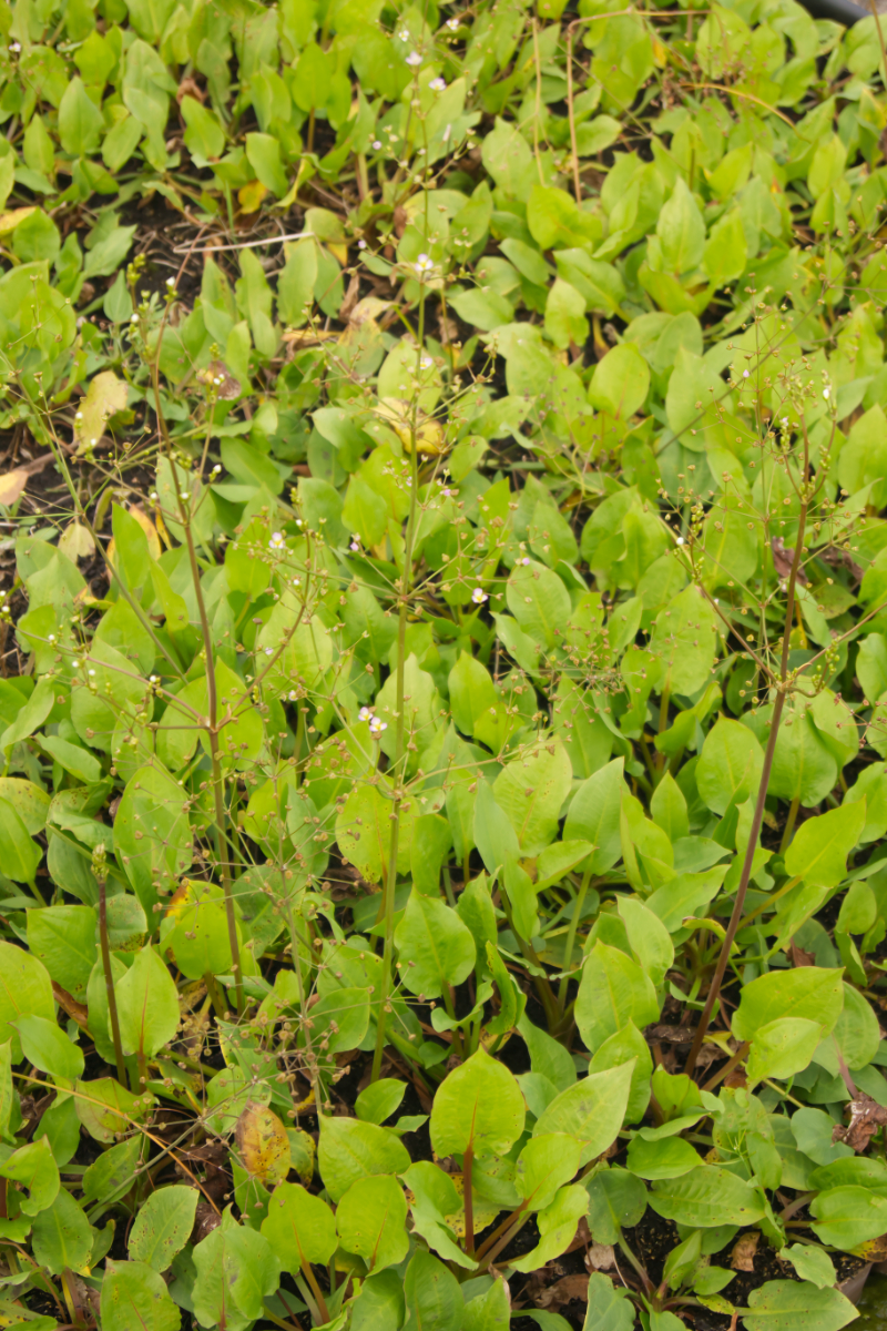 Alisma plantago-aquatica - Gewöhnlicher Froschlöffel